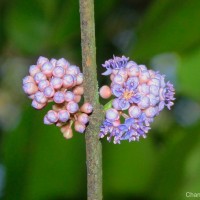 Memecylon macrocarpum Thwaites